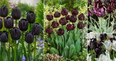 11 Most Beautiful Black Tulip Varieties - balconygardenweb.com