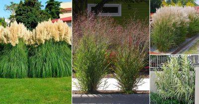 15 Best Tall Grasses for Privacy - balconygardenweb.com