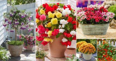 19 Plants that Bloom Instantly After Planting - balconygardenweb.com