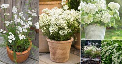 21 Plants with Clusters of Tiny White Flowers - balconygardenweb.com - Britain - Mexico