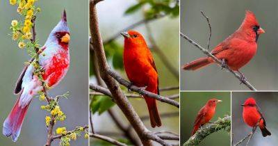 15 Beautiful Red Birds of Texas - balconygardenweb.com - state Texas