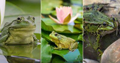 What Does it Mean When a Frog Visits You? - balconygardenweb.com