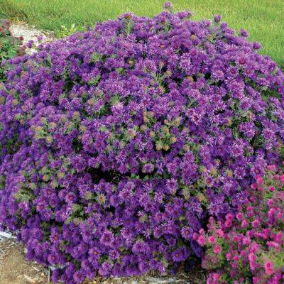 ‘Grape Crush’ New England Aster Is Long-Blooming and Has a Wonderful Mounding Form - finegardening.com - Japan