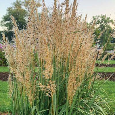 Golden Sunset® Yellow Prairie Grass Is a Great Native Substitute for Invasive Pampas Grass - finegardening.com - state Minnesota