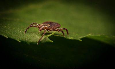 How To Get Rid Of And Prevent Ticks, According To An Expert - southernliving.com - Usa