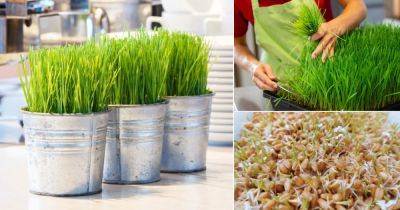 Grow Wheatgrass for 7 Days and Harvest It for Months With This Trick - balconygardenweb.com