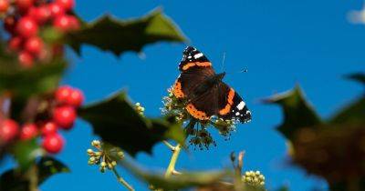 Wildlife watch: Red admiral butterfly - gardenersworld.com - Britain