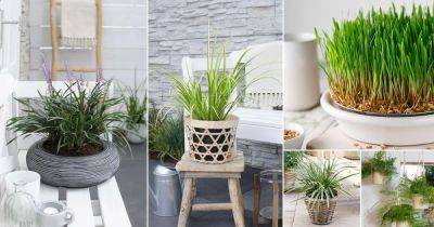 11 Best Indoor Grass Plants You Can Grow As Houseplants - balconygardenweb.com