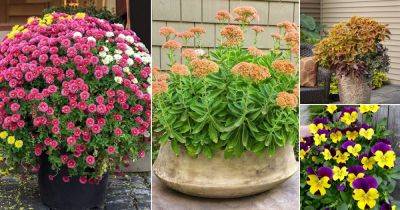 16 Great Fall Flowers and Plants for Containers and Gardens - balconygardenweb.com