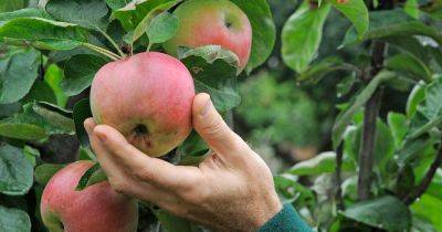 Eight things you need to know about growing apples - gardenersworld.com