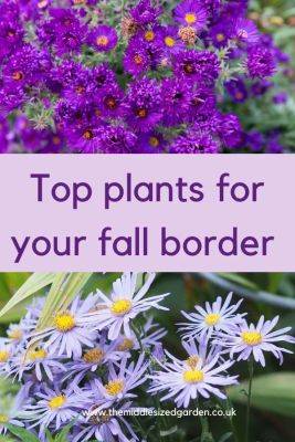 10 top autumn garden tips and plants - themiddlesizedgarden.co.uk - Britain - Japan - county Garden