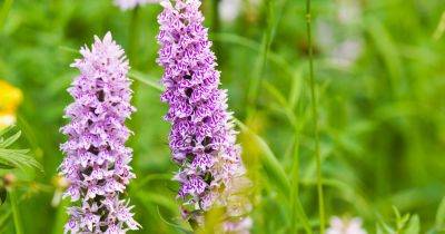 How to Grow the Common Spotted Orchid - gardenersworld.com - Britain