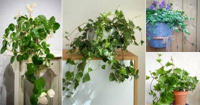 12 Stunning English Ivy Indoor Alternatives | English Ivy Lookalikes - balconygardenweb.com - Britain
