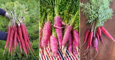 4 Best Pink Carrot Varieties You Can Grow - balconygardenweb.com - Netherlands
