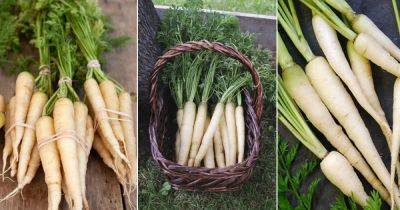 5 White Carrot Varieties for the Garden - balconygardenweb.com