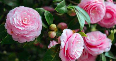 How to Identify and Treat Common Camellia Diseases - gardenerspath.com