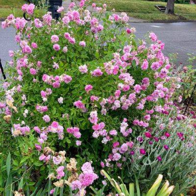 New Year’s resolutions… Garden Style - finegardening.com - state Oklahoma