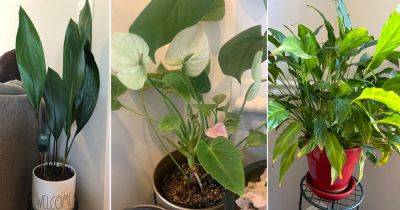 7 Plants that Look Like Peace Lily - balconygardenweb.com - China