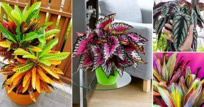 10 Indoor Plants with 4 Color Leaves - balconygardenweb.com
