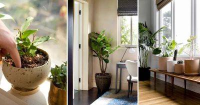 Stop these 12 Indoor Plant Growing Mistakes from the New Year - balconygardenweb.com