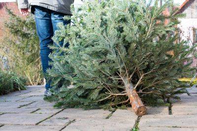 Recycle your Christmas tree - theenglishgarden.co.uk