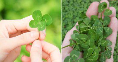What Does It Mean When You Find a Four Leaf Clover - balconygardenweb.com