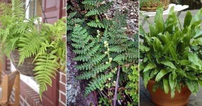 11 Best Drought Tolerant Ferns - balconygardenweb.com - Usa - Mexico