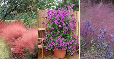 18 Best Pink Muhly Grass Companion Plants - balconygardenweb.com