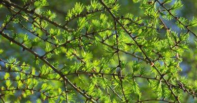 How to Grow a Larch Tree (Larix decidua) - gardenersworld.com - Britain