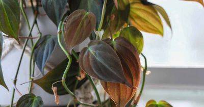 How to Grow Philodendron Micans - gardenerspath.com