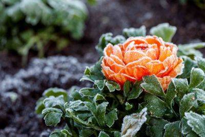 4 Tips to Prevent Frost Damage on Your Plants This Winter - thespruce.com