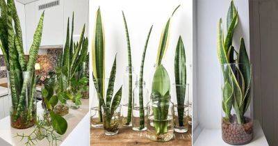 19 Beautiful Snake Plants in Jar Ideas - balconygardenweb.com - county Garden