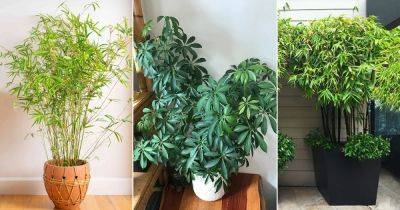 8 Leaf House Plants | Indoor Plants with 8 Leaves - balconygardenweb.com