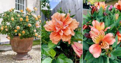 12 Elegant Peach Flowers for the Garden - balconygardenweb.com - Peru - Bolivia