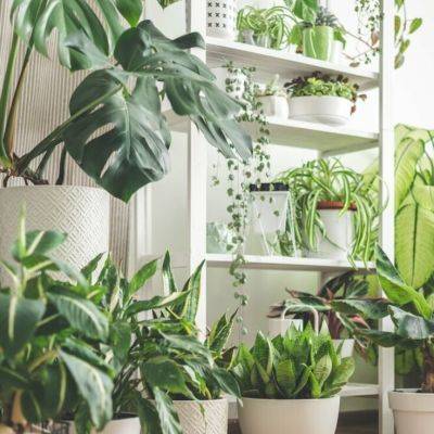Discover the Majesty of Large Indoor Greens - gardencentreguide.co.uk - Britain - Switzerland - county Garden