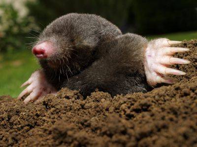 Get rid of moles? Not so fast - theenglishgarden.co.uk