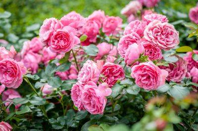 Bare-root roses: Growing tips and variety recommendations - theenglishgarden.co.uk - Britain