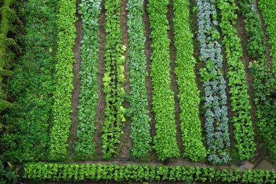Plan this year’s crop rotation - theenglishgarden.co.uk