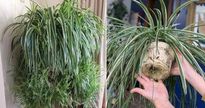 How to Grow Spider Plants Faster - balconygardenweb.com