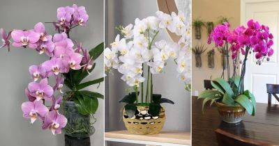How to Get Orchids to Re-Bloom Faster and Better (5 Best Tricks) - balconygardenweb.com