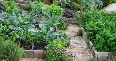 Plants for a purpose: veg everyone should grow - gardenersworld.com - France