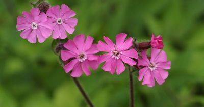 How To Grow And Care For Red Campion (Silene dioica) - gardenersworld.com - Britain - Greece