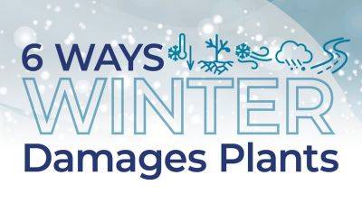 6 Ways Winter Can Damage Plants - gardengatemagazine.com