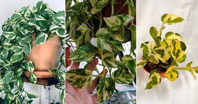 5 Tricks to Increase Coloration and Variegation in Pothos Plant - balconygardenweb.com