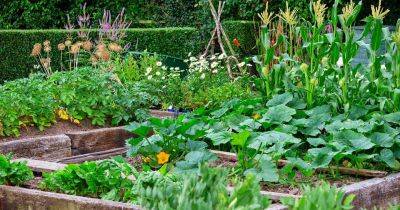 How to Design a Potager Garden - gardenersworld.com - Britain - France