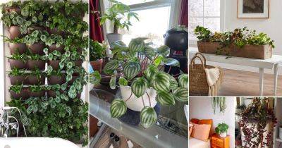 27 Stunning Peperomia Plant Display Ideas - balconygardenweb.com