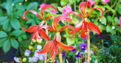 How to Grow and Care for Aztec Lilies - gardenerspath.com - Mexico - Guatemala