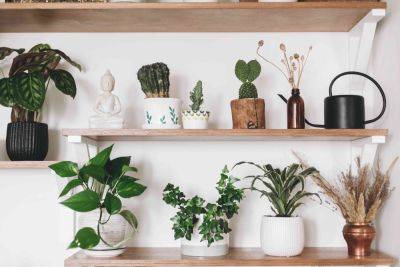 Easyplant Predicts These Houseplants Will Be Everywhere in 2024 - thespruce.com