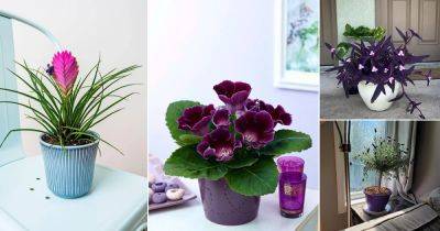 12 Indoor Plants With Purple Flowers - balconygardenweb.com