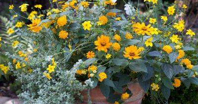 Top 10 Plants for Pots and Containers - gardenersworld.com - Britain